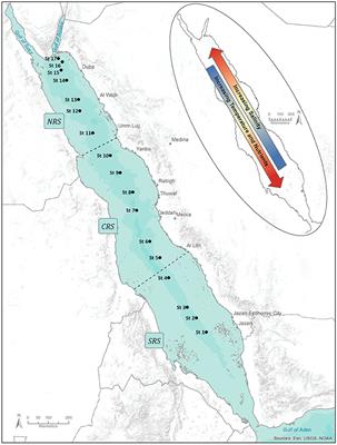 Assessing Pigment-Based Phytoplankton Community Distributions in the Red Sea